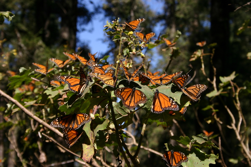 Monarch_butterfly_rush_2