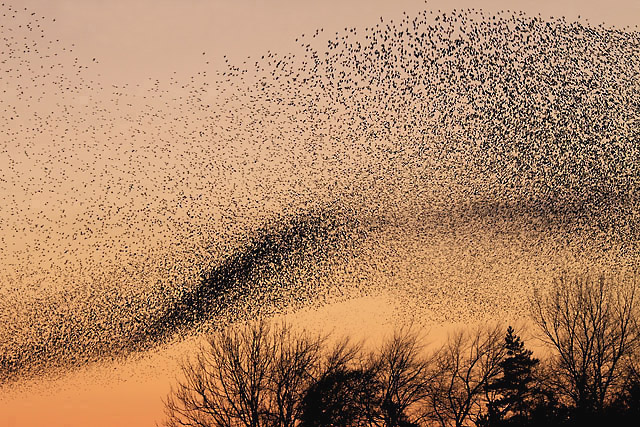 Starling_murmuration