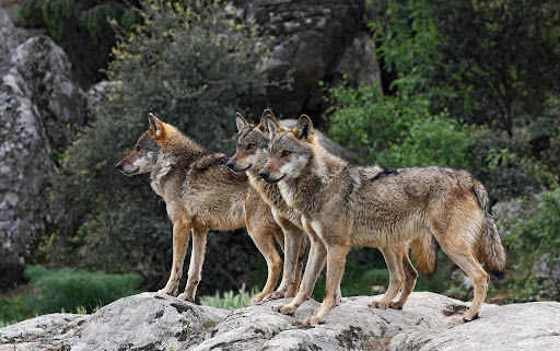 wolves